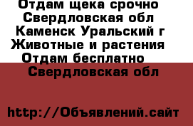 Отдам щека срочно - Свердловская обл., Каменск-Уральский г. Животные и растения » Отдам бесплатно   . Свердловская обл.